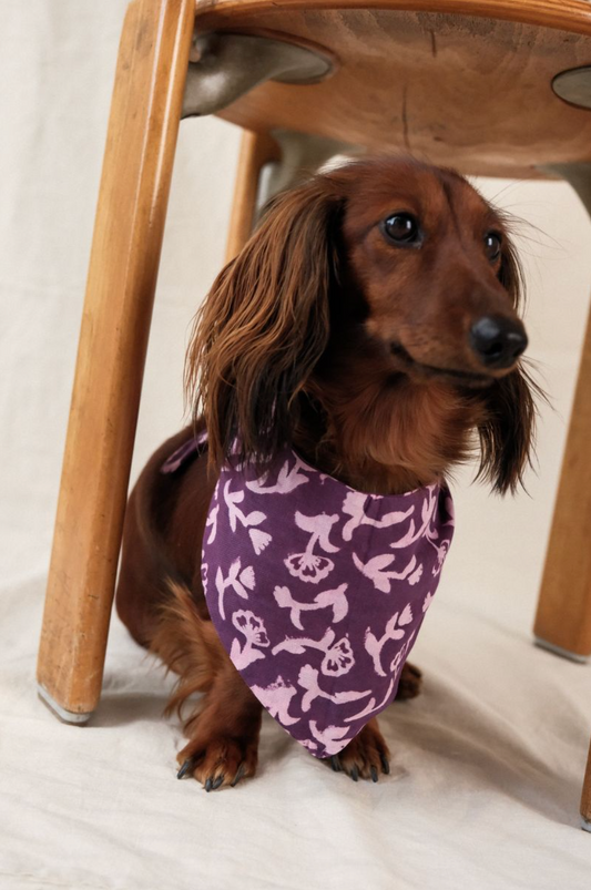 Bandana Chien LILAS