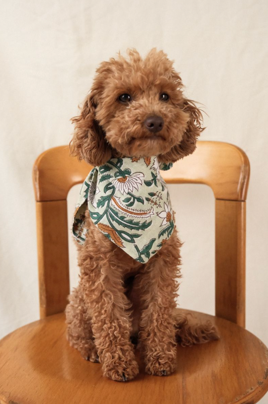 Bandana Chien THILLEUIL